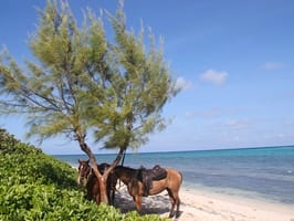 Andy Mossack Caribbean Horse riding